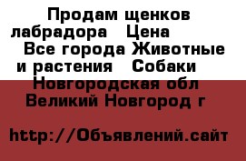 Продам щенков лабрадора › Цена ­ 20 000 - Все города Животные и растения » Собаки   . Новгородская обл.,Великий Новгород г.